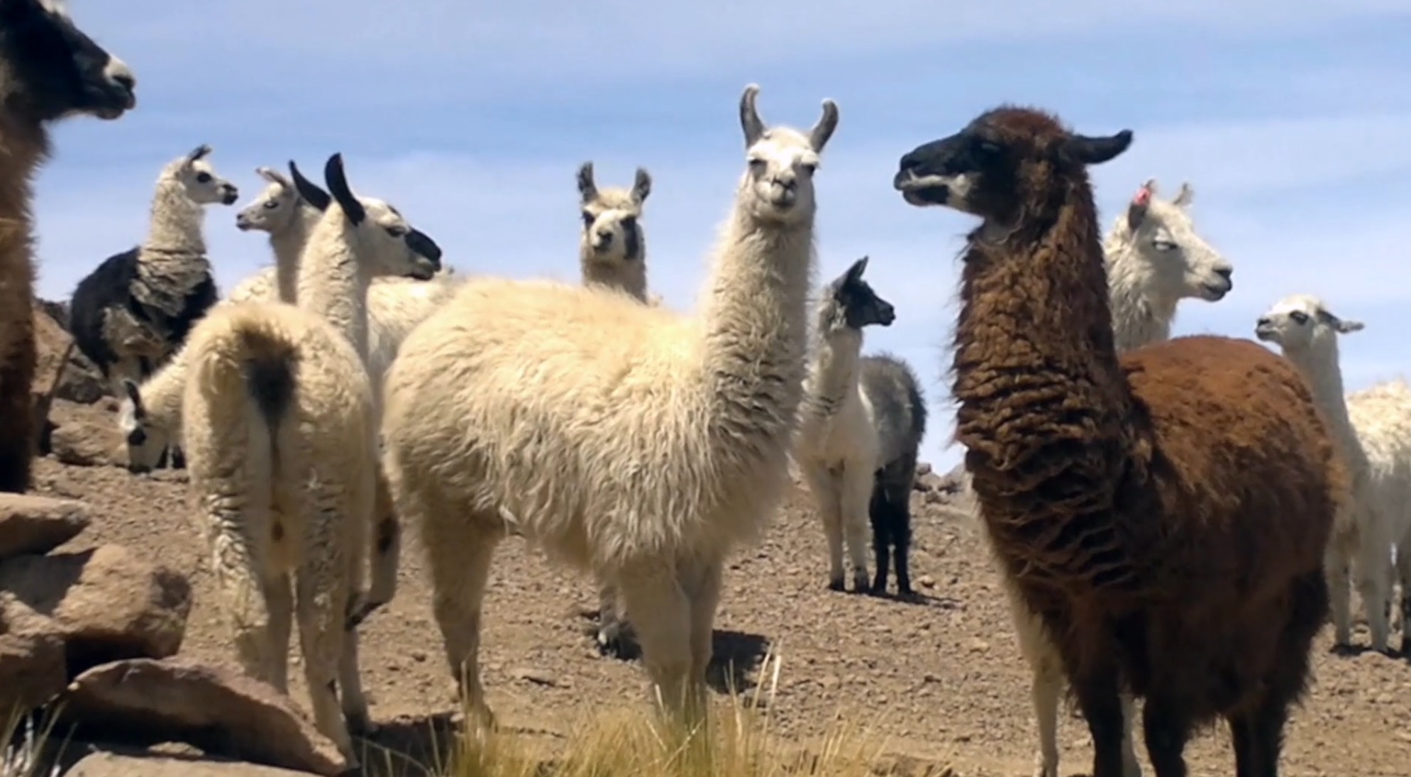 Llamas