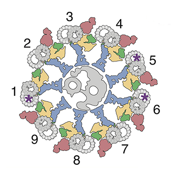 image of structures of skeletal components in hair-like cilia